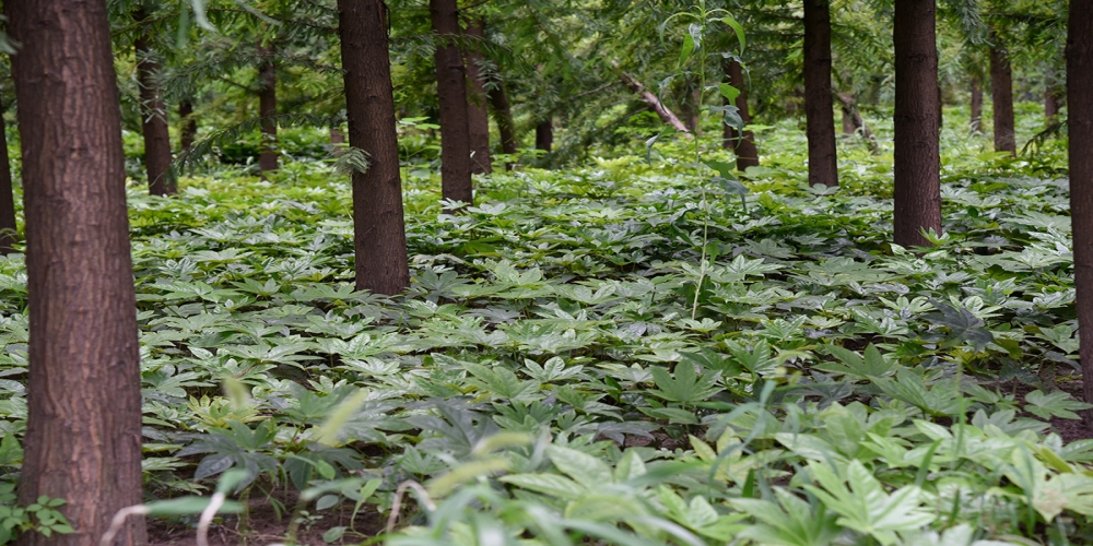 八角金盤地栽苗