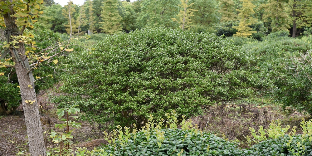 農行四川分行營業部積極扶持花木產業